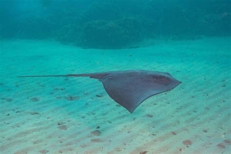 What Do Stingrays Eat: Diet and Hunting Strategies of 4  .